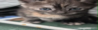 British Shorthair Kitten 3
