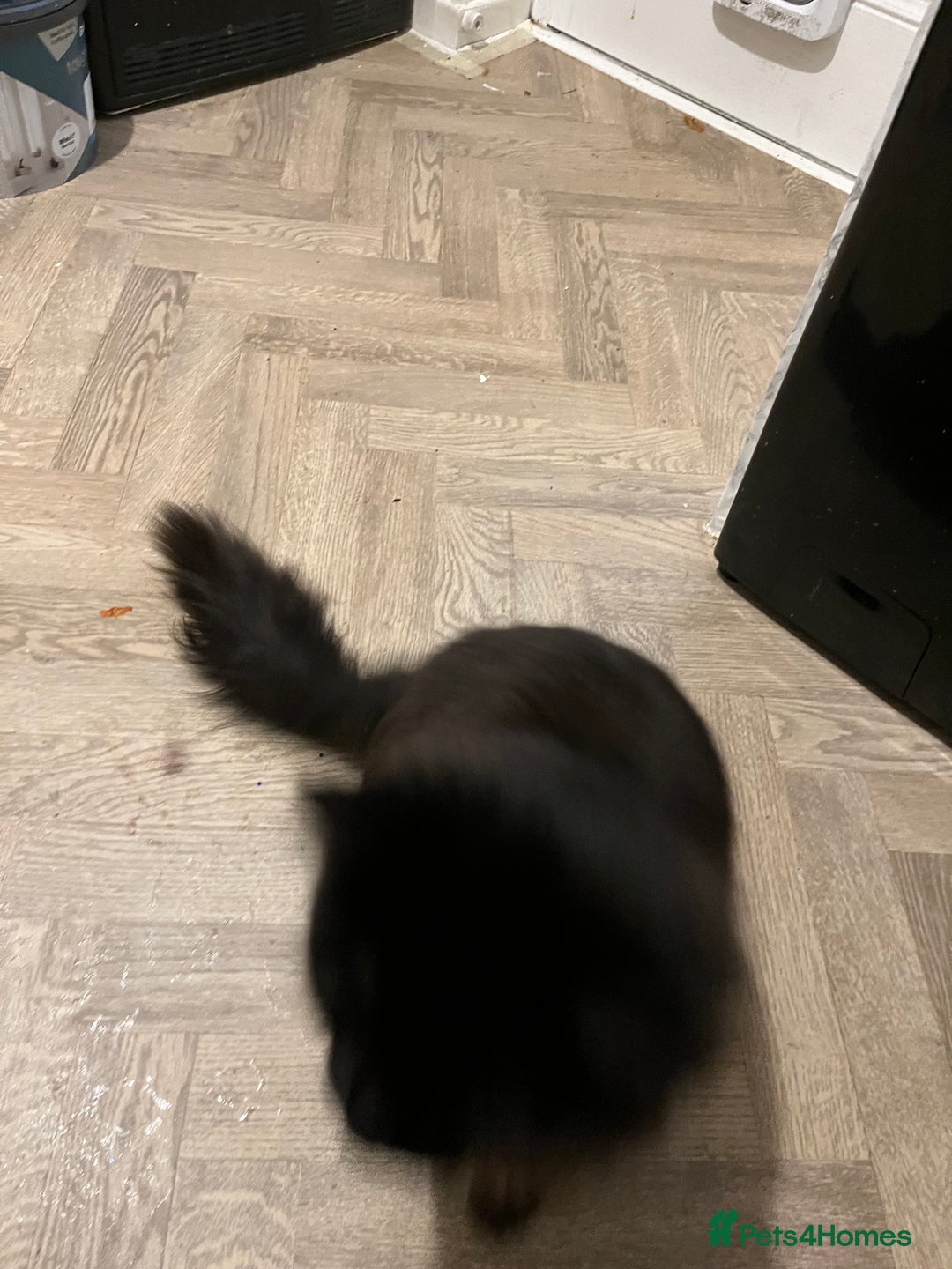 Mixed Breed cats for sale: Young fluffy female  - Advert 4