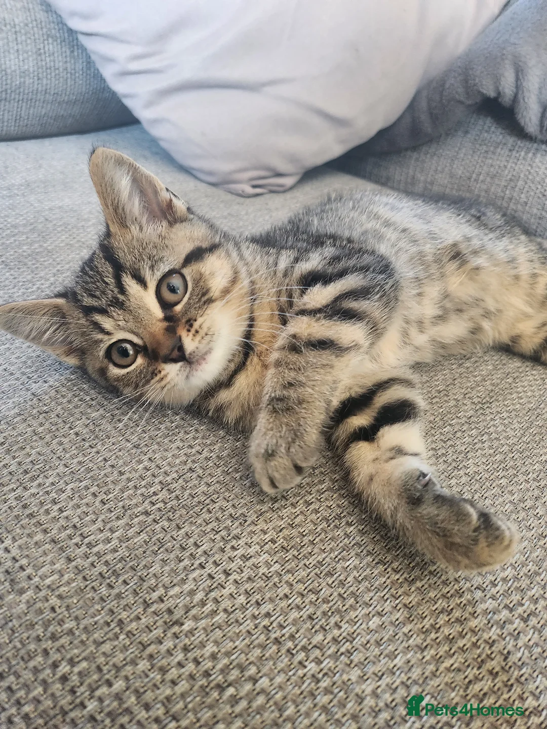British Shorthair cats for sale: The cutest kittens!! - Advert 2
