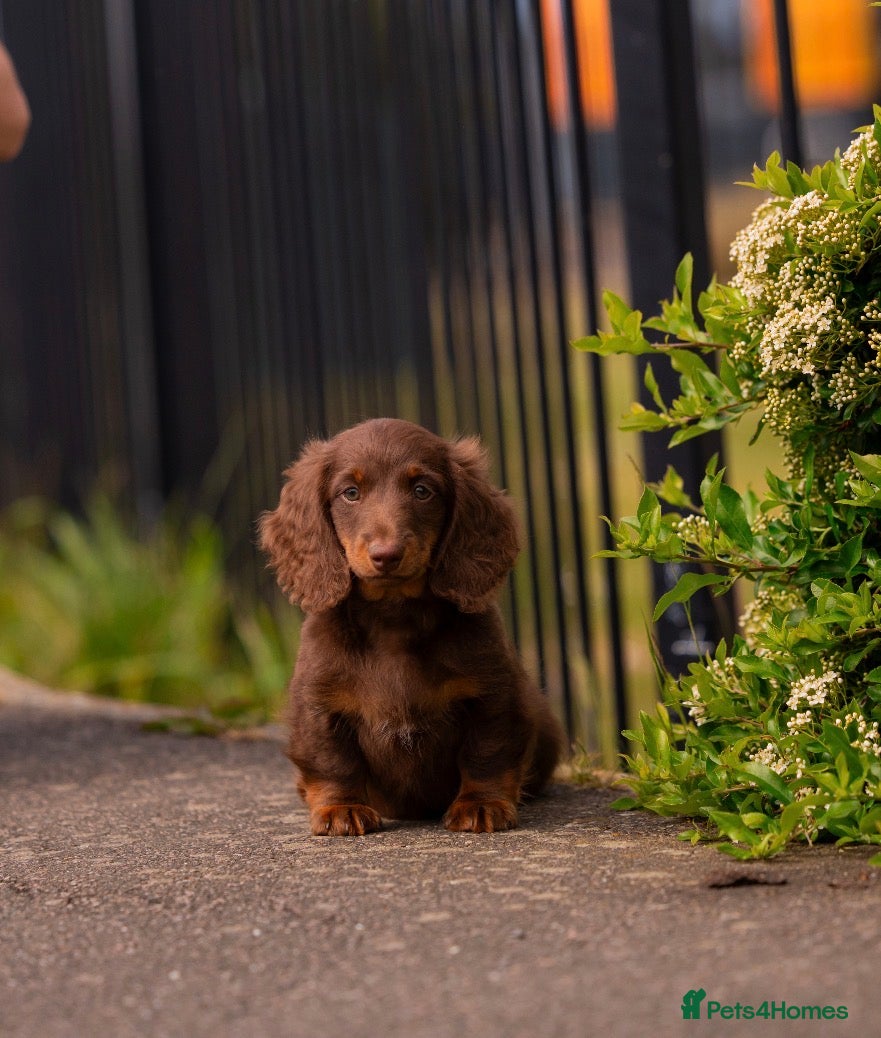 Miniature Dachshund dogs Long Haired Miniature Dachshund-Isabella&Chocolate - Advert 2