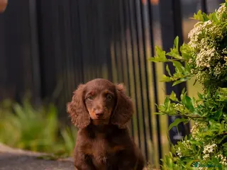 Miniature Dachshund dogs Long Haired Miniature Dachshund-Isabella&Chocolate - Advert 3