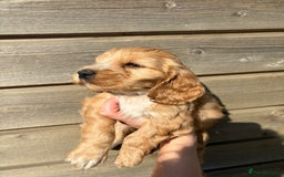 Cocker Spaniel dogs for sale: Show Cocker Spaniel puppies - Image 5