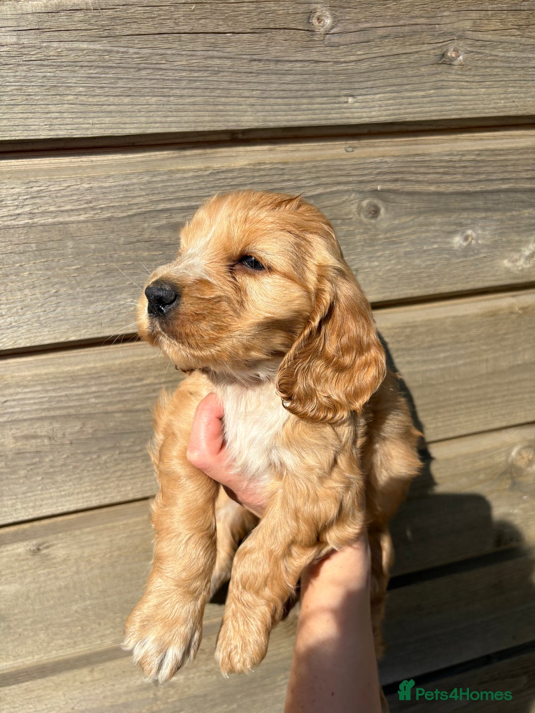 Cocker Spaniel dogs for sale: Show Cocker Spaniel puppies - Image 5