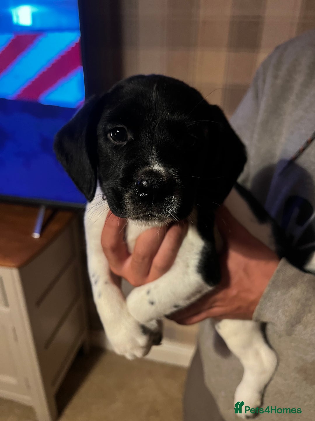Springador dogs for sale: Adorable springador puppies - Image 1