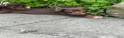 American Bully dogs for sale: American pocket bully  - Advert 18