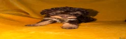 Cavapoo dogs for sale: Beautiful Cavapoo pups sale  - Advert 5