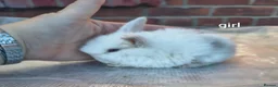 Mini Lop rabbits for sale: Mini lop babies. Both boys and girls available  - Advert 6