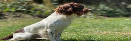 English Springer Spaniel dogs for stud: CHAMPIONSHIP WINNER 2025,ROSEBAY BLUE,HEALTHTESTED in Bristol - Advert 1