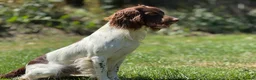 English Springer Spaniel dogs for stud: CHAMPIONSHIP WINNER 2025,ROSEBAY BLUE,HEALTHTESTED in Bristol - Advert 1