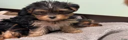 Yorkshire Terrier dogs for sale: Beautiful Small Yorkshire terrier puppies.  - Advert 9