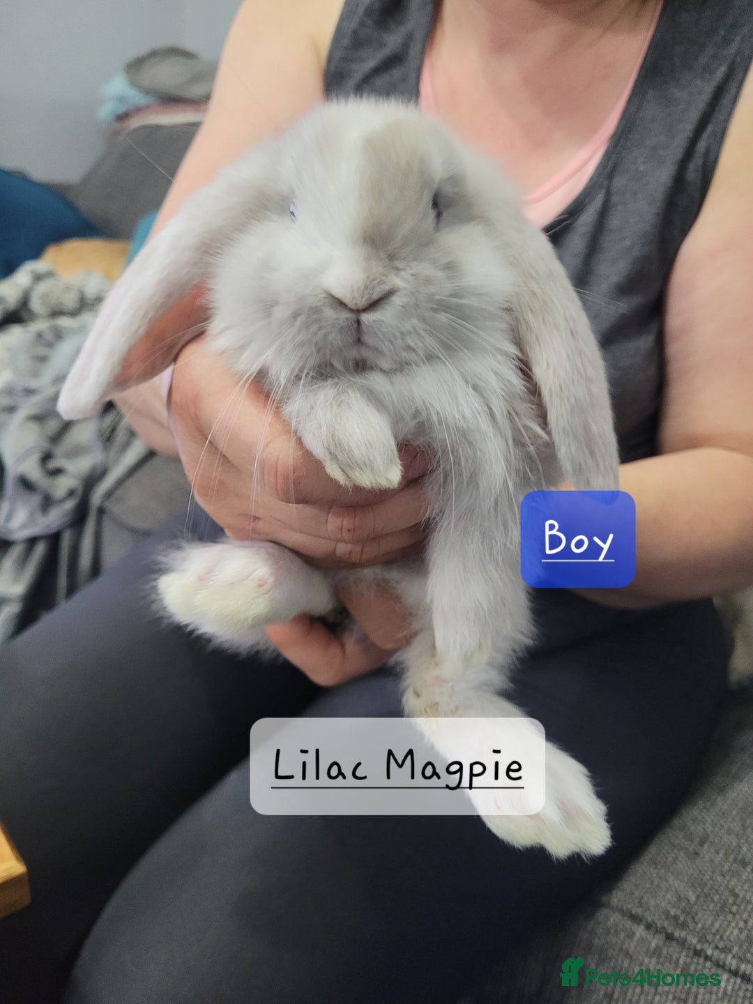 French Lop rabbits for sale: Pure Bred French Lop babies - Image 5
