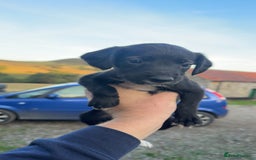 Mixed Breed dogs for sale: Lurcher x springer  - Image 1