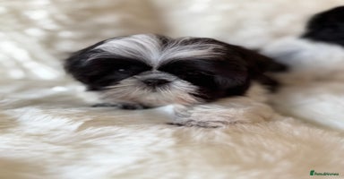 Shih Tzu dogs AMERICAN IMPERIAL SHIH TZU PUPPIES - Advert 14