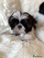 Shih Tzu dogs AMERICAN IMPERIAL SHIH TZU PUPPIES - Advert 4