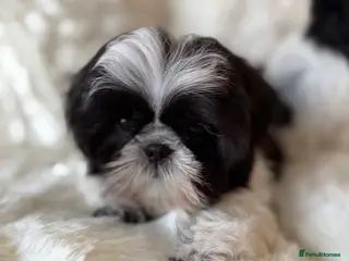 Shih Tzu dogs AMERICAN IMPERIAL SHIH TZU PUPPIES - Advert 2