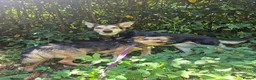 Mixed Breed dogs for adoption: Mandy - Dereham Norfolk  in Dereham - Advert 19