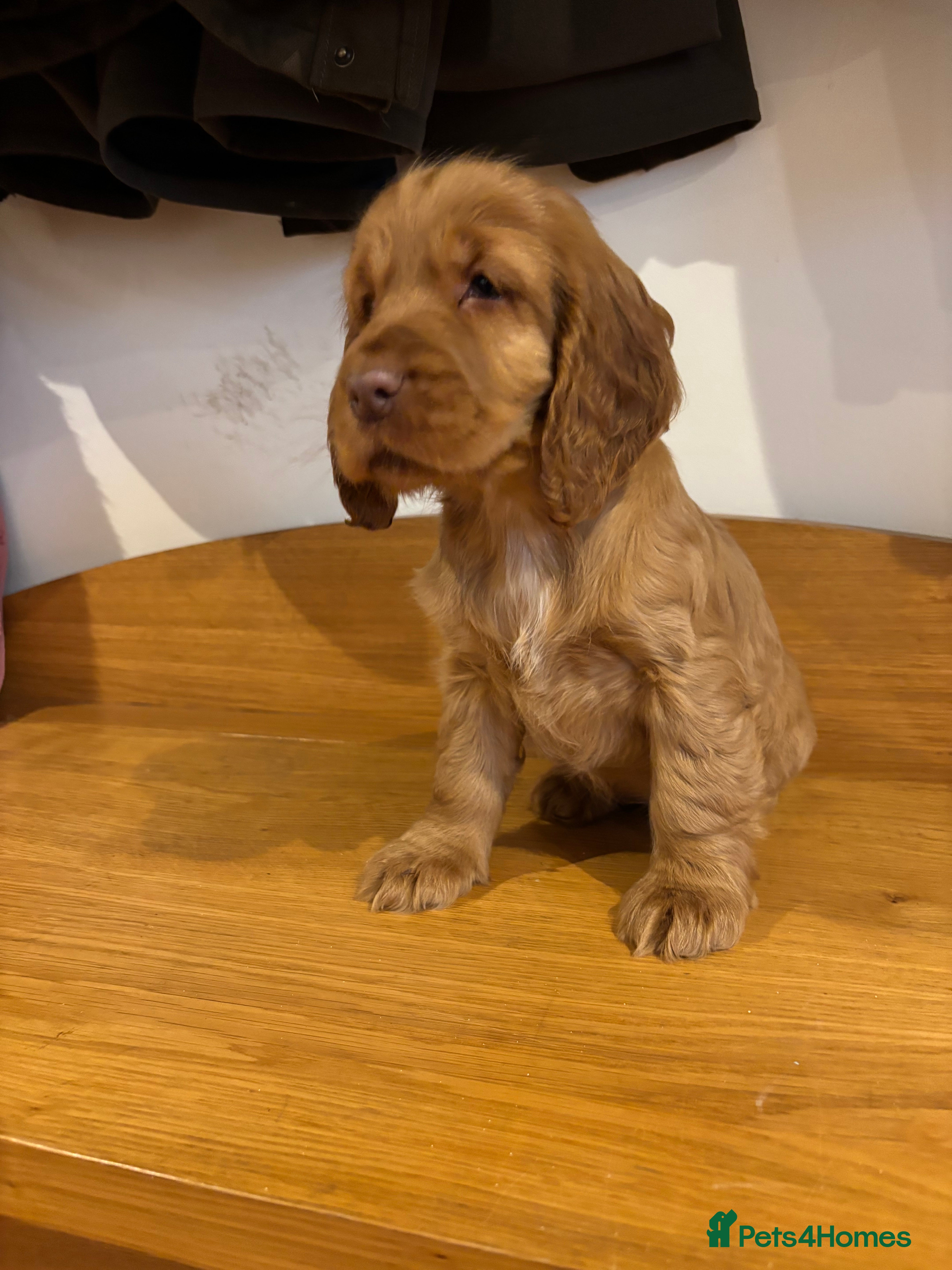 Cocker Spaniel dogs Stunning KC Cocker spaniels  - Advert 18