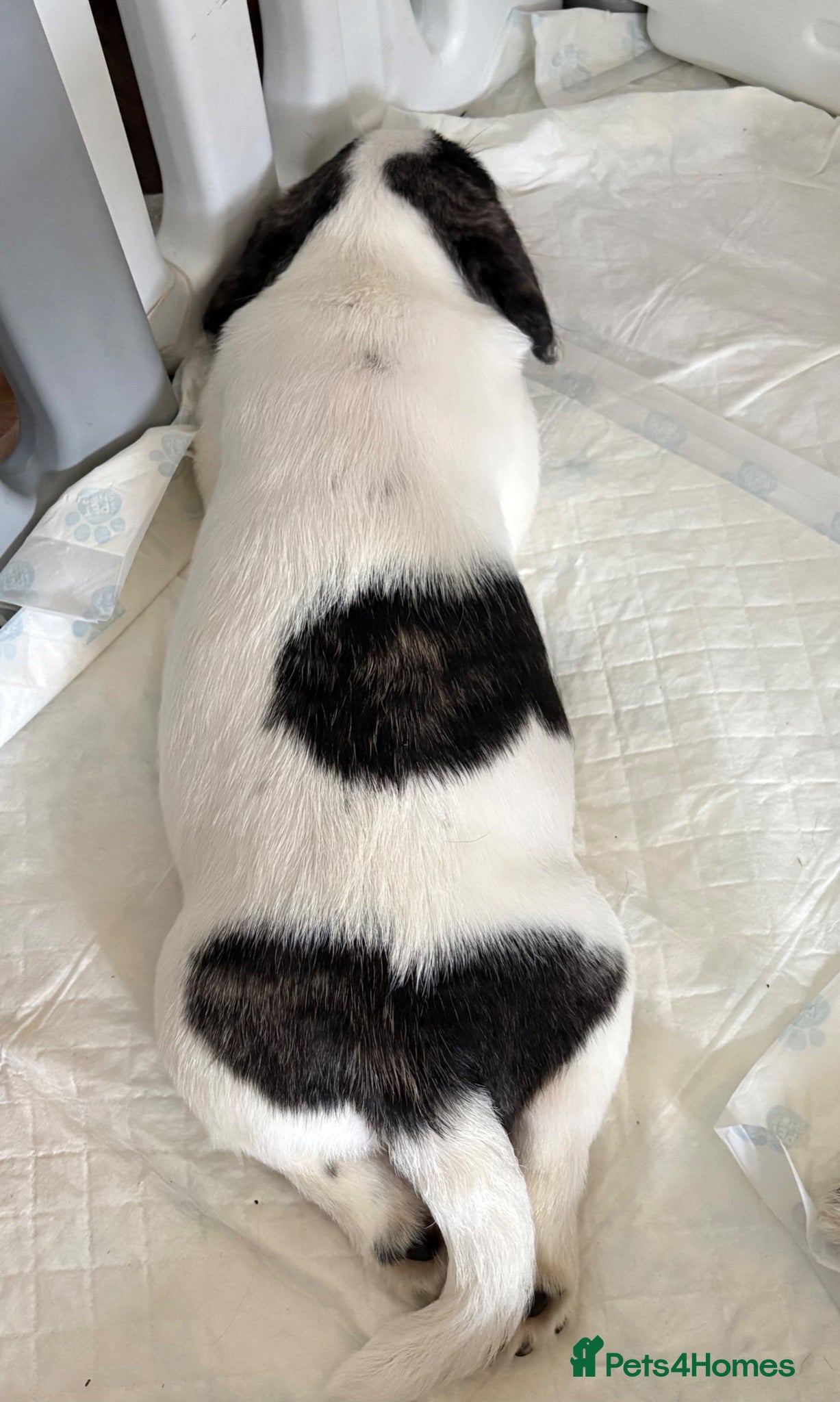 Mixed Breed dogs Male Pugland Puppy looking for 5* Hone - Advert 2