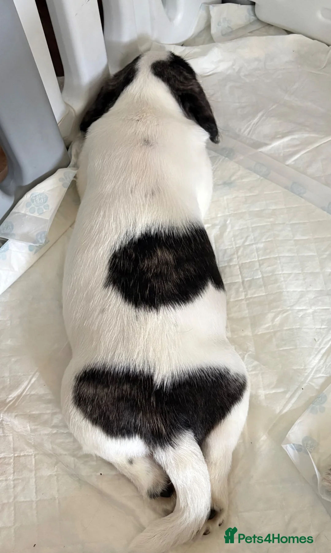 Mixed Breed dogs for sale: Male Pugland Puppy looking for 5* Hone - Advert 2