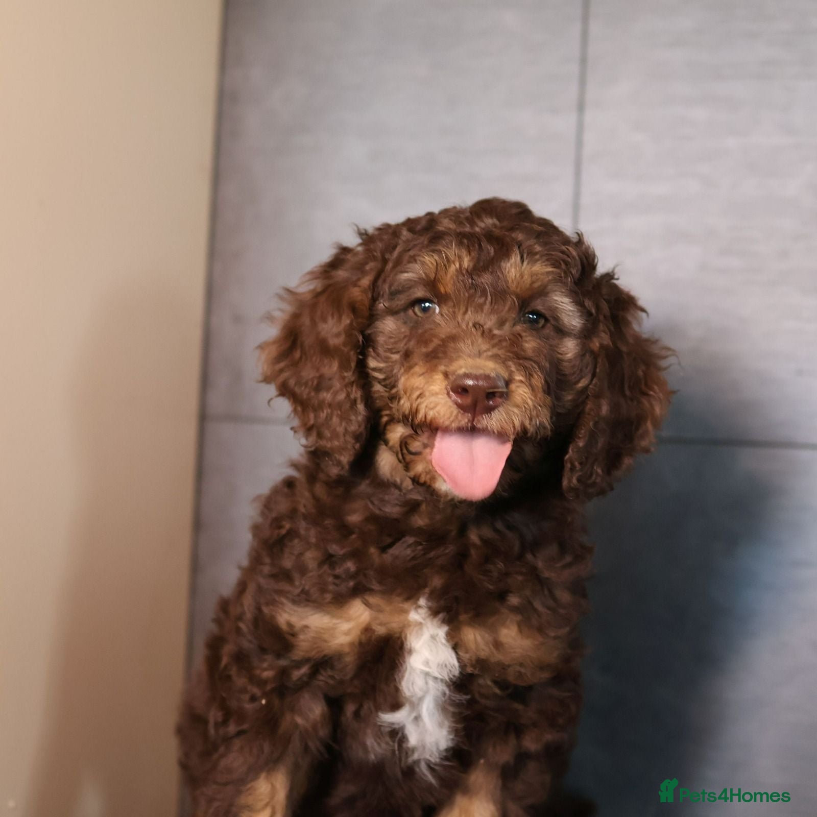 Labradoodle dogs Our Puppies Are Thriving BVA DNA screened parents  - Advert 2