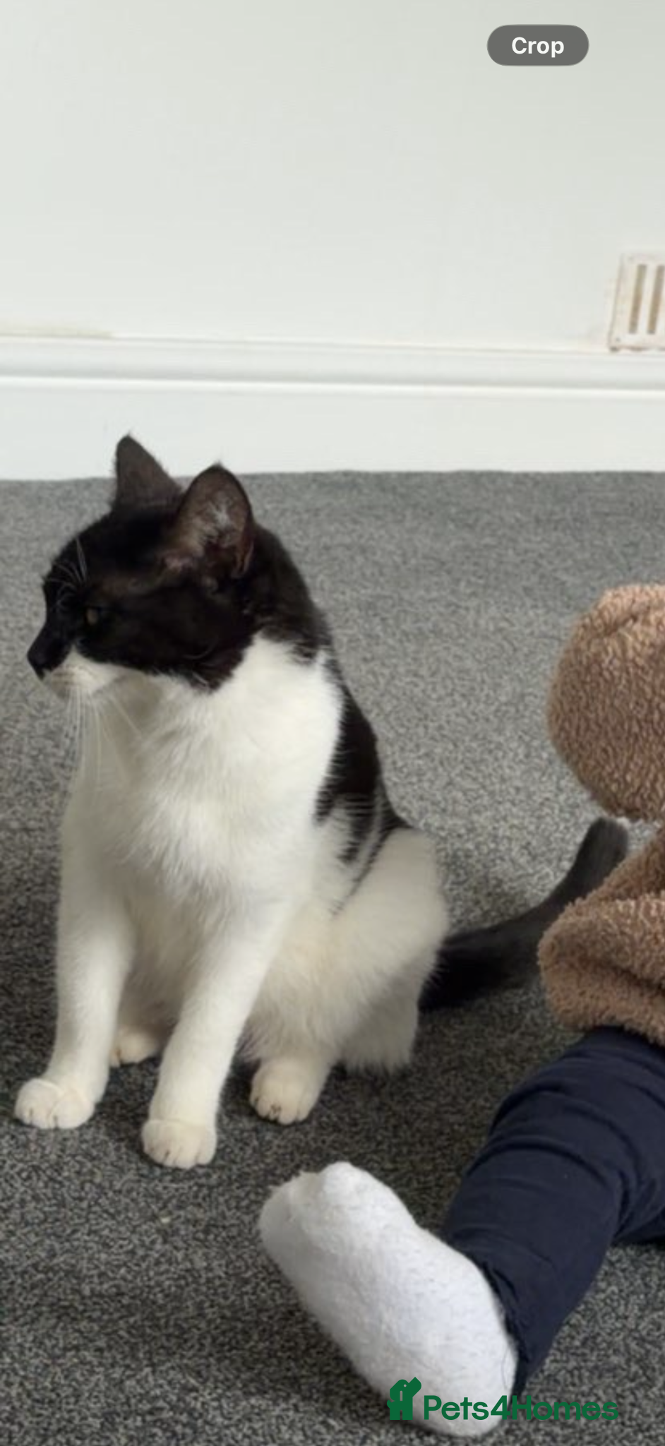 Mixed Breed cats 3 gorgeous kittens for sale - Advert 1