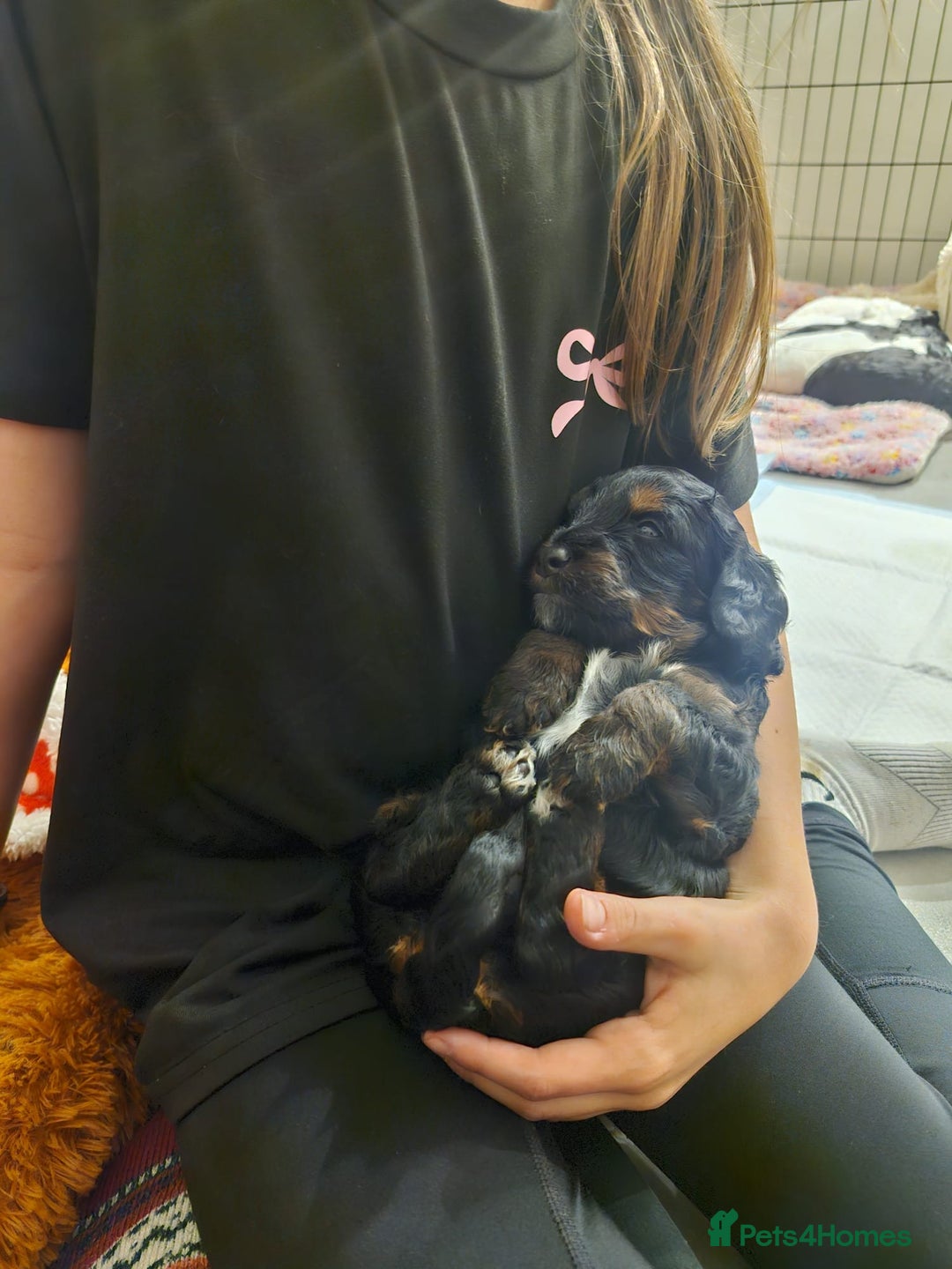 Cockapoo dogs for sale: Miniature cockapoo puppies  - Advert 6