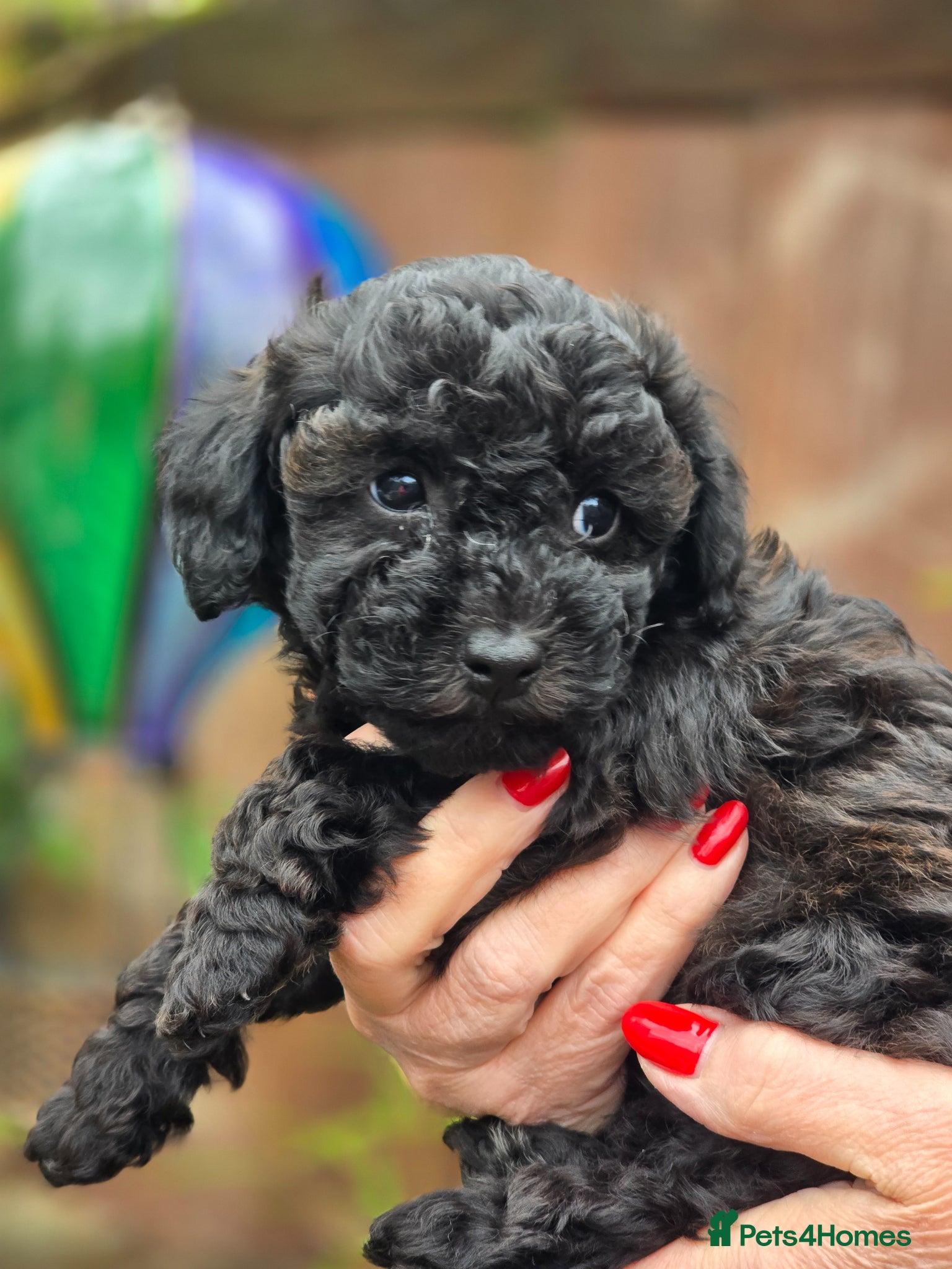 Cavapoo dogs F1b Dna health tested cavapoos - Advert 2