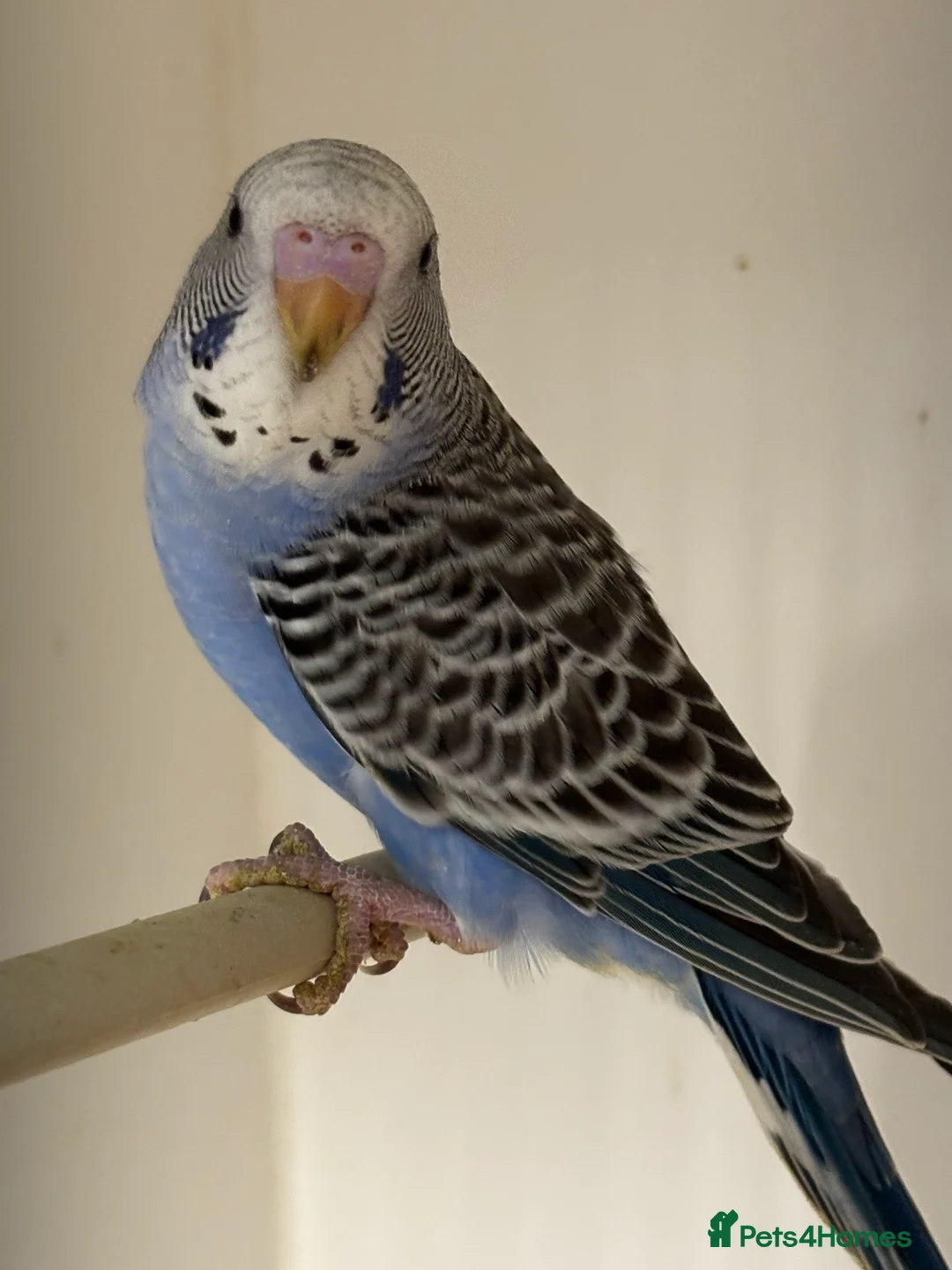 Budgerigars birds for sale: Baby Budgies - Advert 4