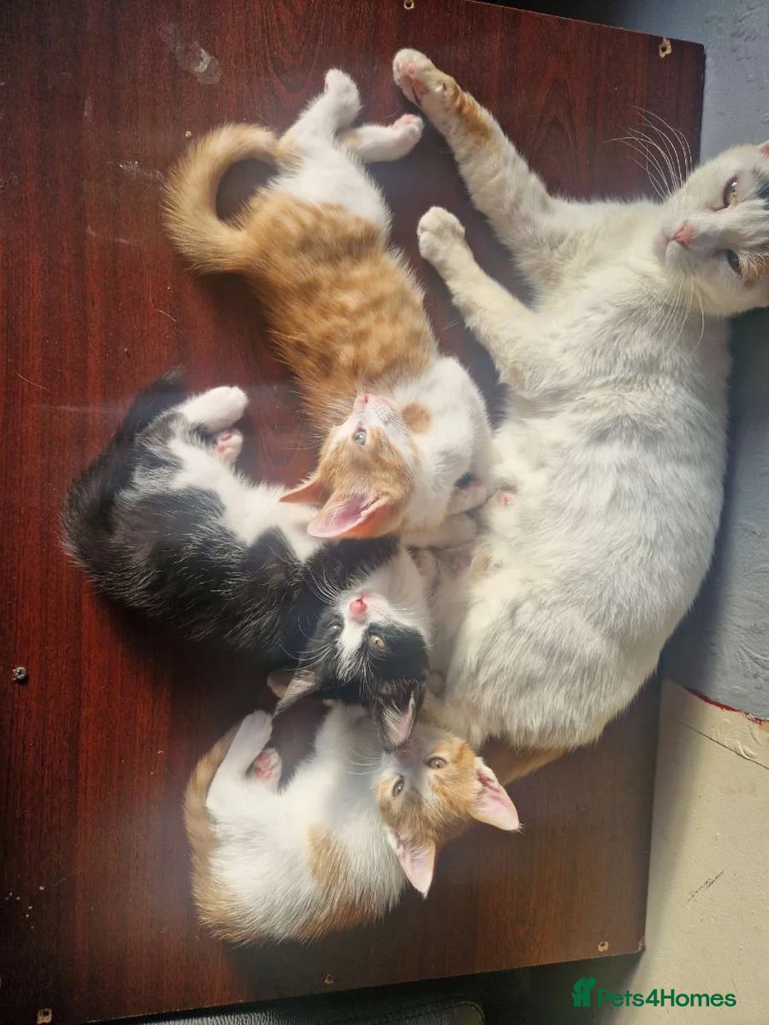 Mixed Breed cats for sale: 3 beautiful kittens - Advert 13