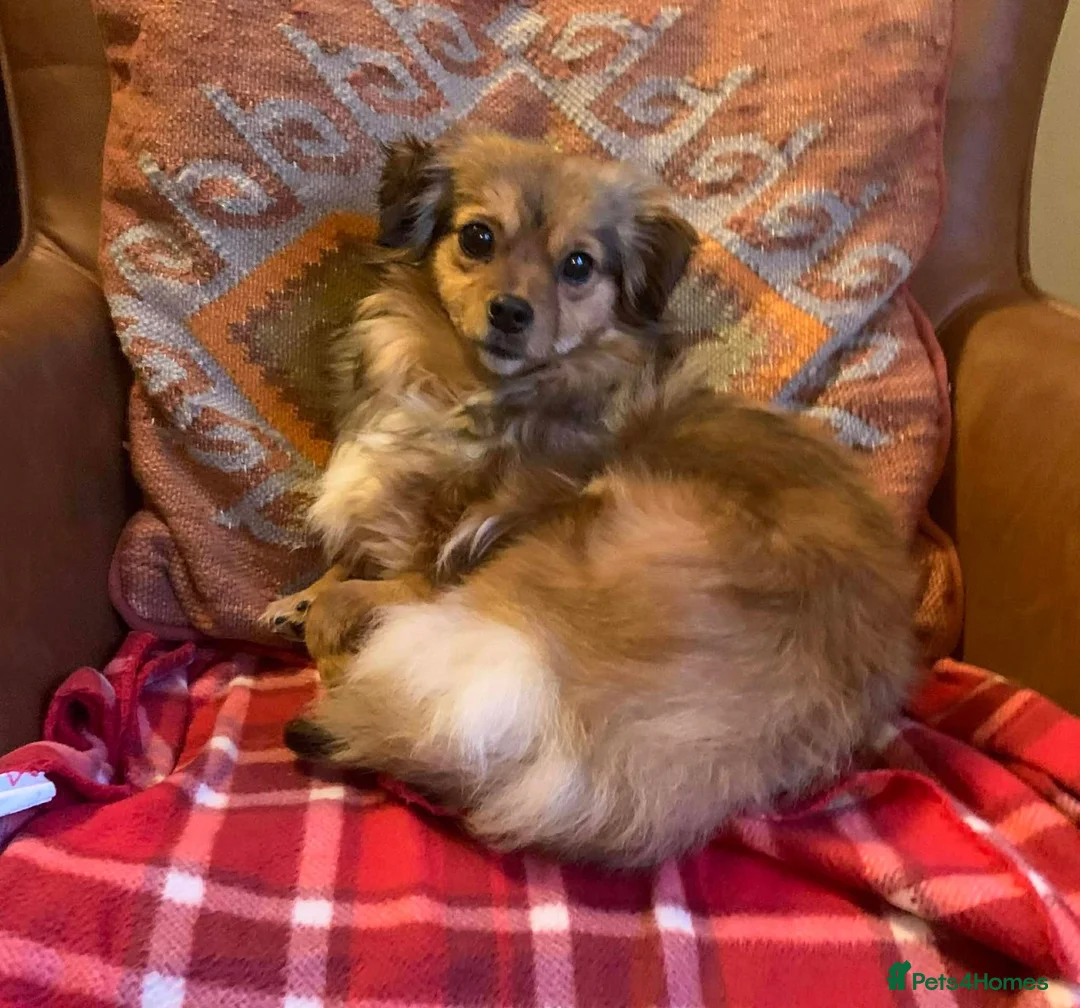 Mixed Breed dogs for adoption: ANA - FOR ADOPTION  - Advert 8