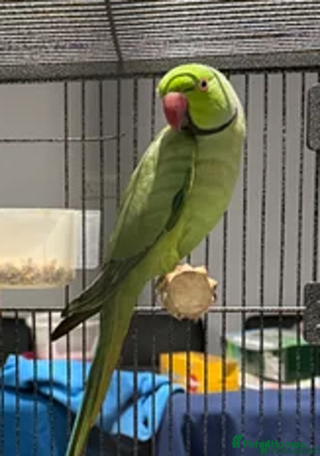Ringnecks birds for sale: Healthy and lively Indian Ringneck available   - Advert 1