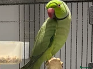 Ringnecks birds Healthy and lively Indian Ringneck available - Advert 21