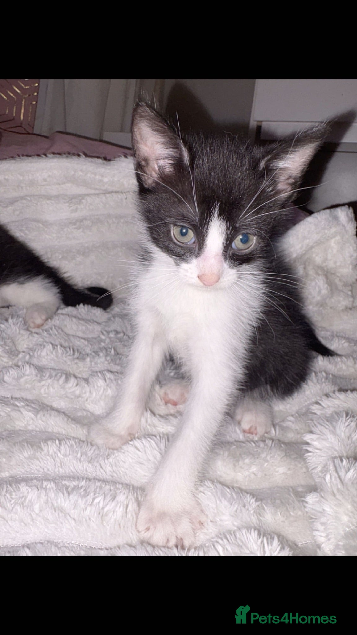 Domestic Shorthair cats 🐾 Gorgeous Black & White Kittens  - Advert 8