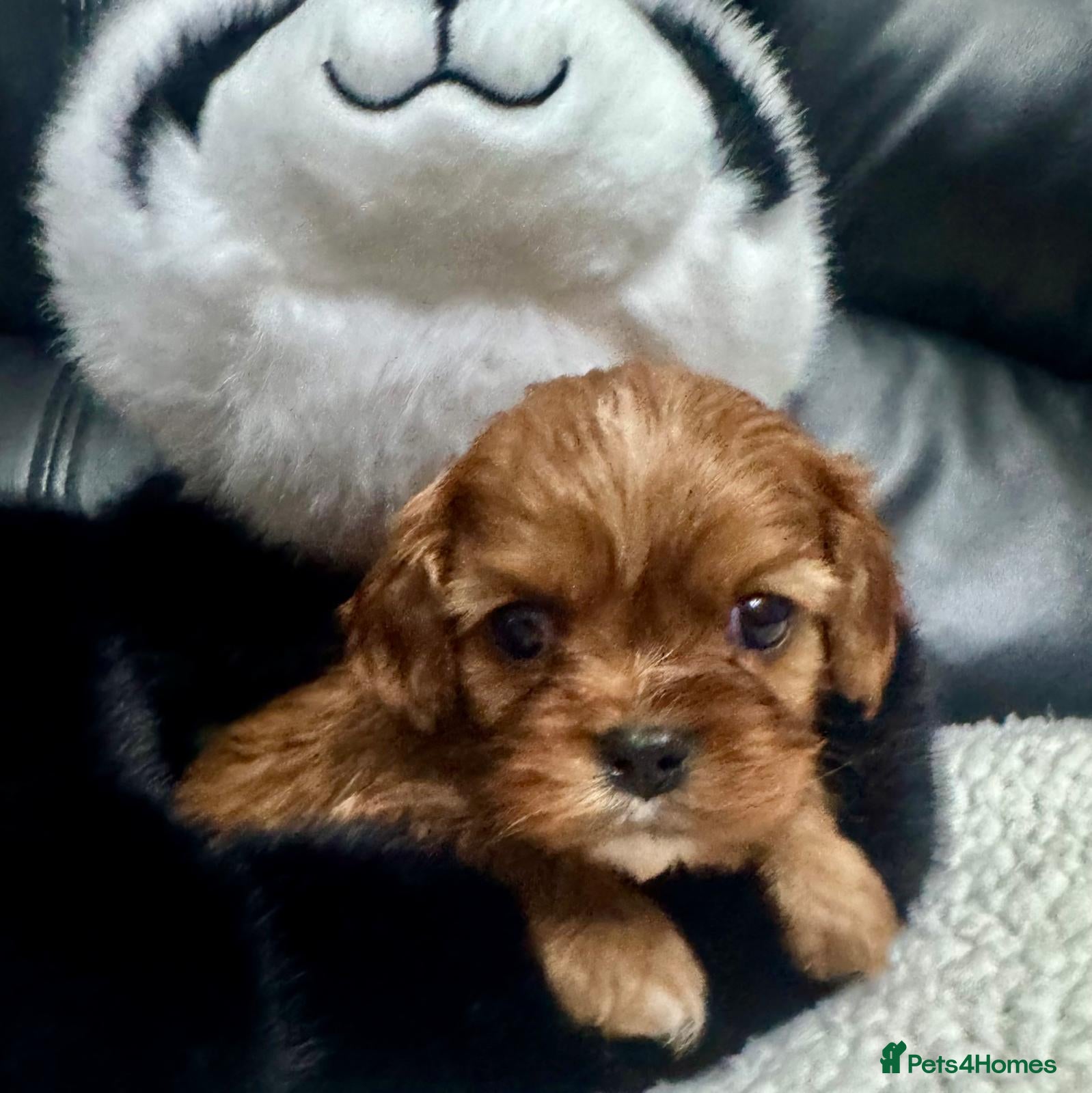 Cavalier King Charles Spaniel dogs Cavalier King Charles puppies - Advert 1