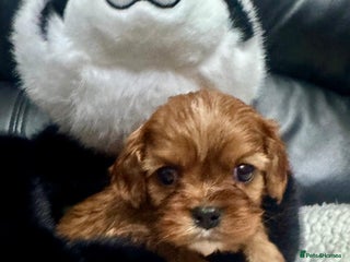 Cavalier King Charles Spaniel dogs Cavalier King Charles puppies - Advert 2