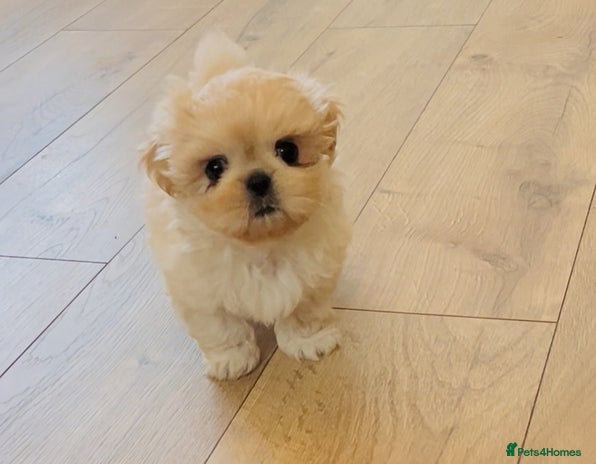 Shih Tzu dogs - Advert 1