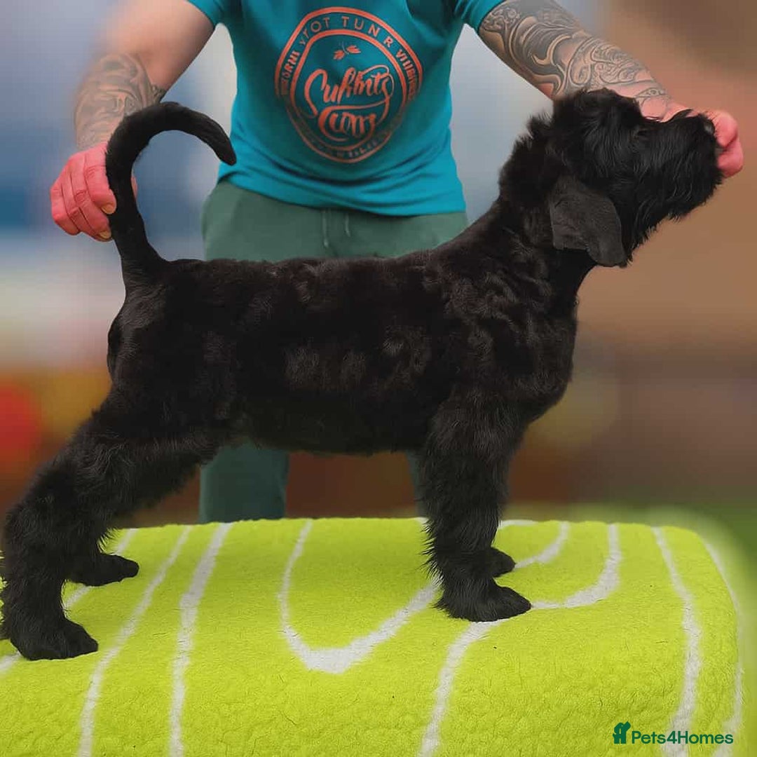 Russian Black Terrier dogs for sale: Russian Black Terrier  - Image 31