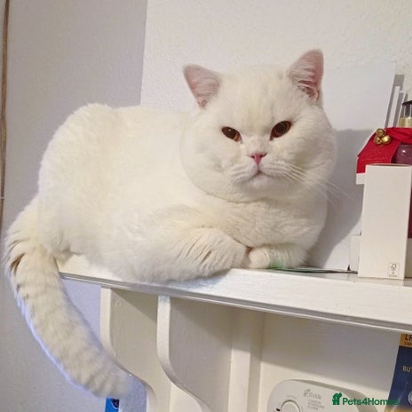 British Shorthair cats in Crewe - Advert 16