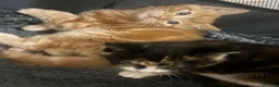 Domestic Shorthair cats for sale:  Meet Our 3 Adorable Ginger Boy Kittens 🧡 - Advert 5