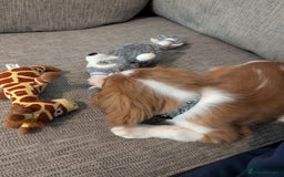 Cavalier King Charles Spaniel dogs for sale: SOLD Fully vaccinated male CKCS puppy  - Image 6