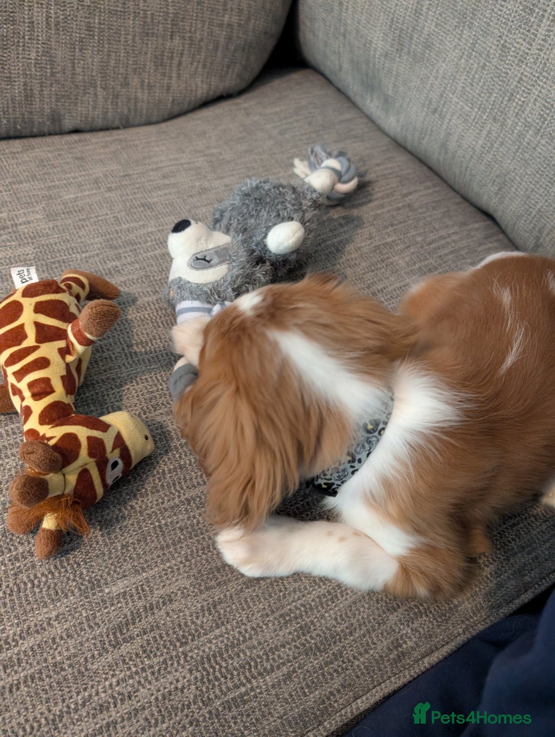 Cavalier King Charles Spaniel dogs for sale: SOLD Fully vaccinated male CKCS puppy  - Image 6