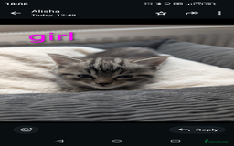 Ragdoll cats for sale: Ragdoll x British shirt hair - Image 9