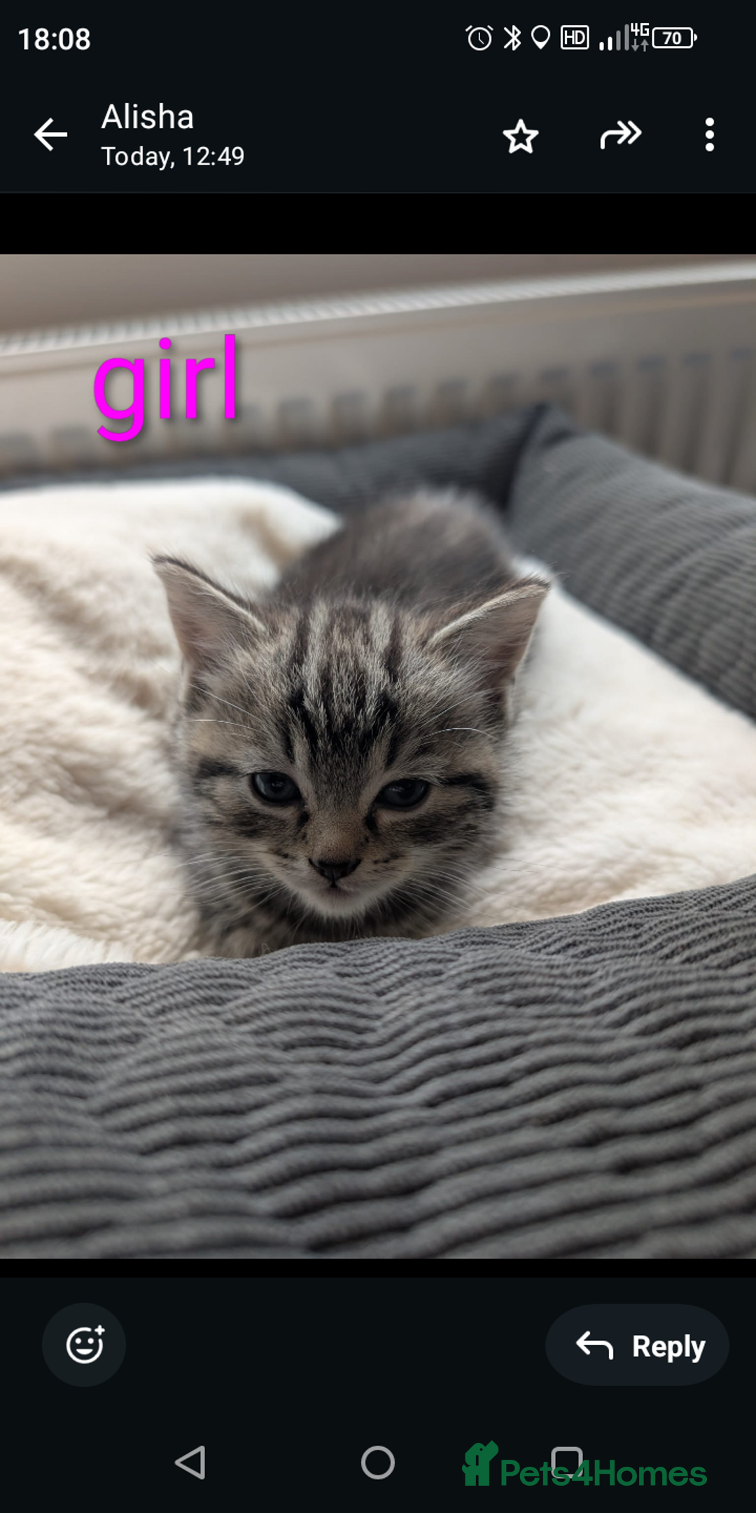 Ragdoll cats for sale: Ragdoll x British shirt hair - Image 9