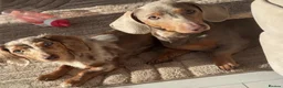Miniature Dachshund dogs for stud: Enzo Miniature dachshund  - Advert 3