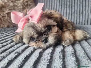 Shih Tzu dogs Beautiful Imperial Shih Tzus - Advert 13