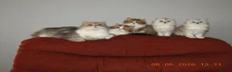 Mixed Breed cats for sale: Persian and British longhair  - Advert 2