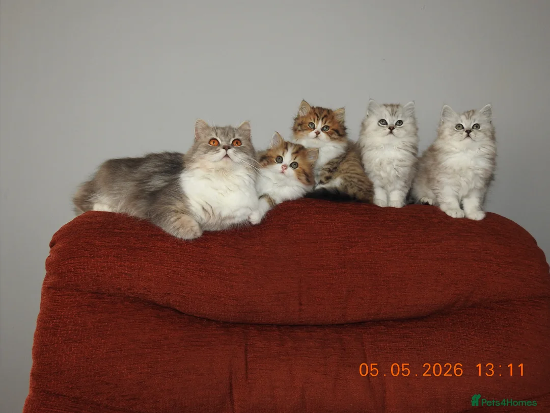 Mixed Breed cats for sale: Persian and British longhair  - Advert 2