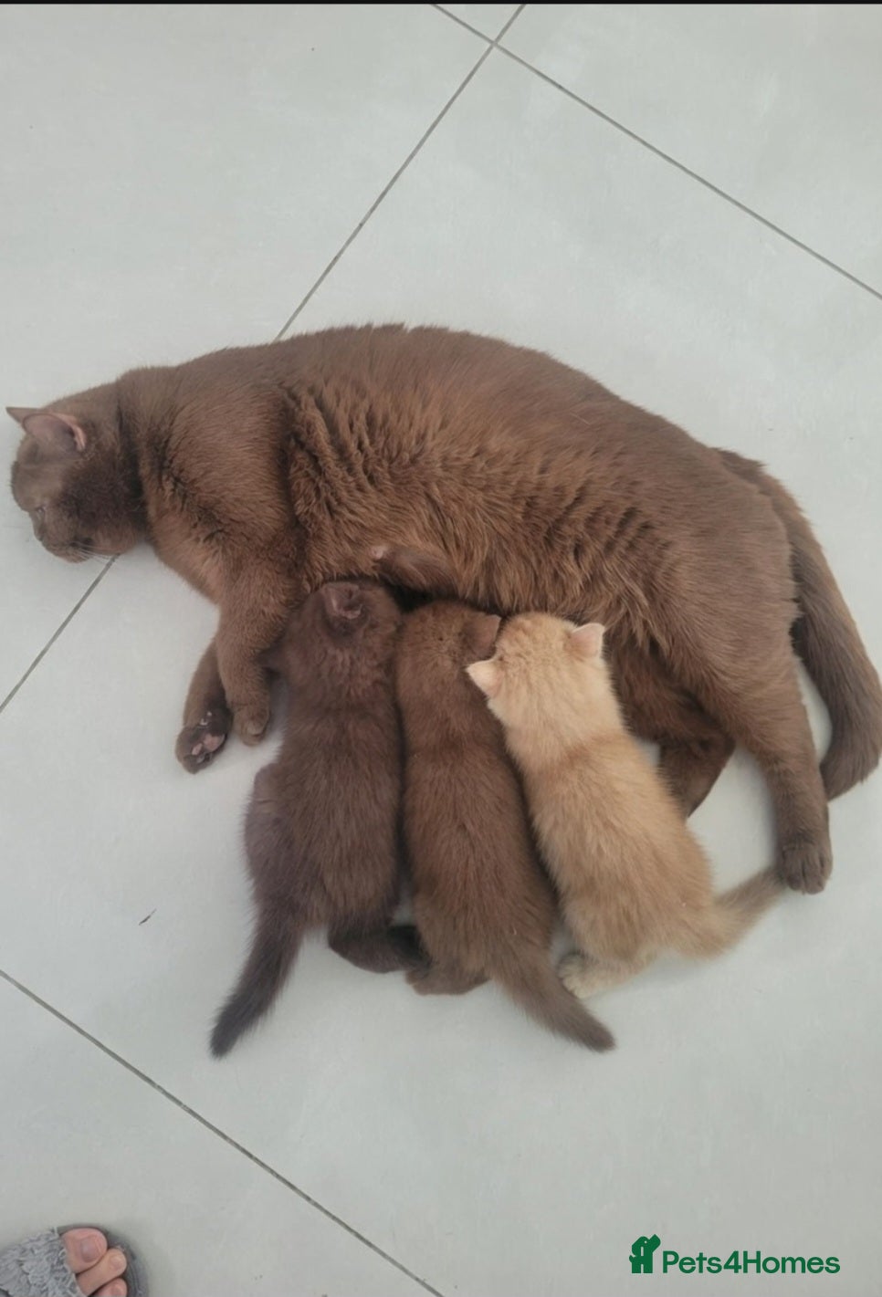 British Shorthair cats Show Quality British Shorthair kittens  - Advert 2