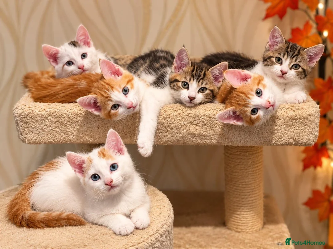 Mixed Breed cats for sale: 🐾 6 Adorable & Playful Kittens - 1 Girl & 5 Boys - Advert 1