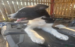 Border Collie dogs for sale: 3 males left .. female now sold! - Image 16